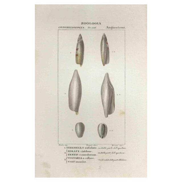 Pierre Jean François Turpin, Angiostomatida, Etching, 1831 For Sale