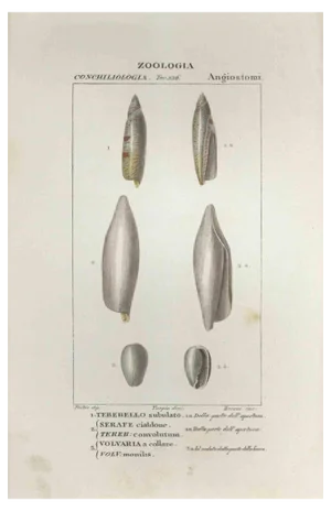 Pierre Jean François Turpin, Angiostomatida, Etching, 1831