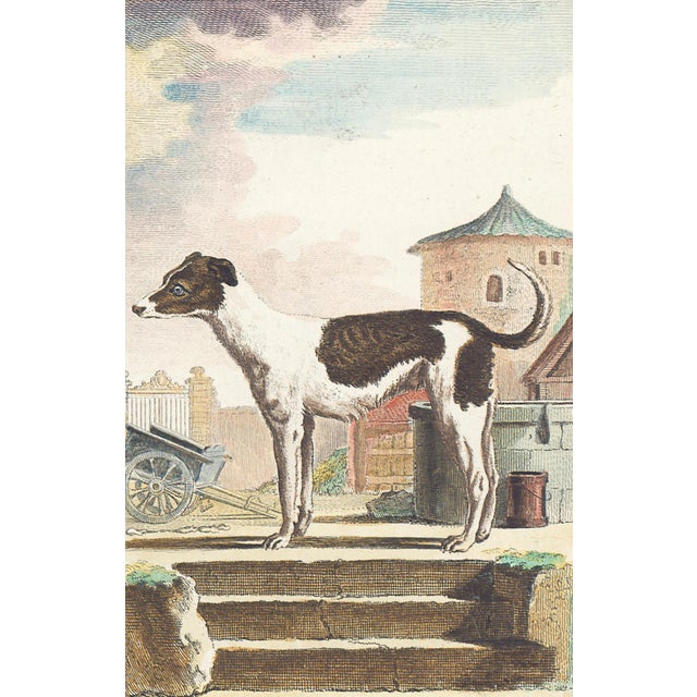 This charming hand-colored 1758 engraving is one of the oldest available prints of a dog. Taken from the 10th volume...