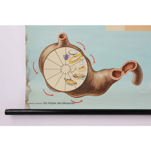 Wood Mid-Century School Map of Digestion, Germany, 1960s For Sale - Image 7 of 12