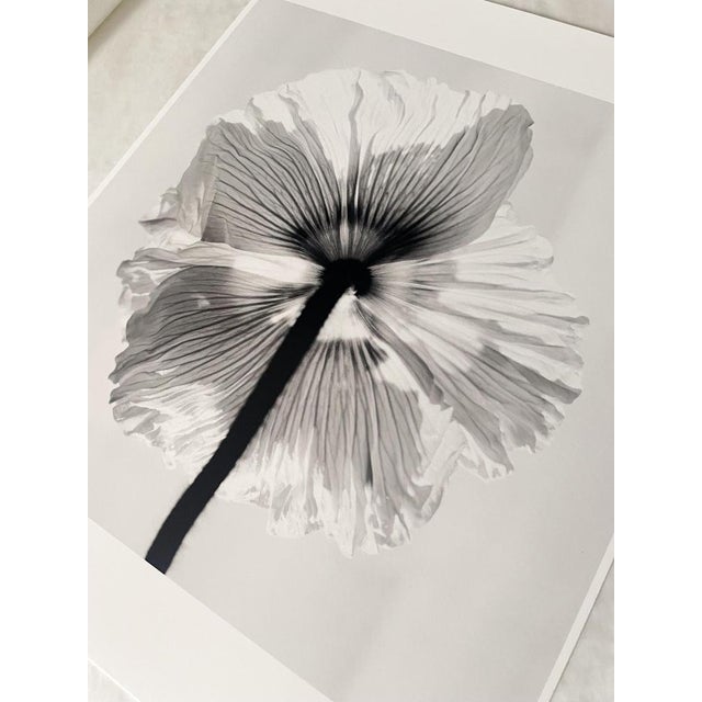 Ugne Pouwell, Poppy No.11, 2025, Black and White Floral Photography, Limited Edition of 2/20 For Sale - Image 4 of 8
