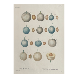 1816 Pierre-Joseph Redouté Plum Engraving