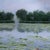 Early 21st Century The Lily Pond by Sheri Farabaugh | Oil on Canvas Landscape with lily pads and flowers on water For Sale - Image 5 of 5