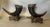 Pair of Mid 20th Century Rustic Taxidermy Hunting Horn Trophy Chalice Vases For Sale - Image 11 of 11