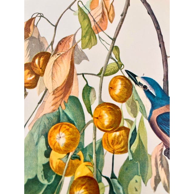1960s 1964 Audubon Folio Lithograph Great Bird Paintings – “Florida Jay” 17x14 For Sale - Image 5 of 8