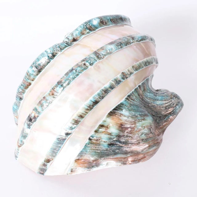 Standout organic jade banded turbo Marmoratus shell, rare and unusual for its giant size. Please see our other listings to...