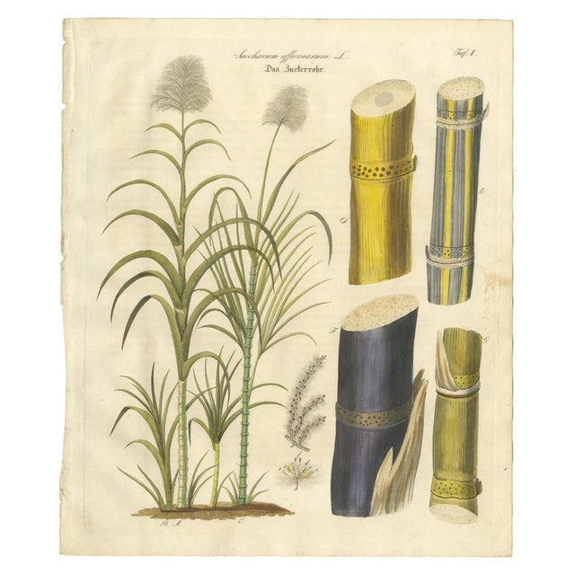 Saccharum Officinarum, 1800s, Paper For Sale - Image 10 of 10