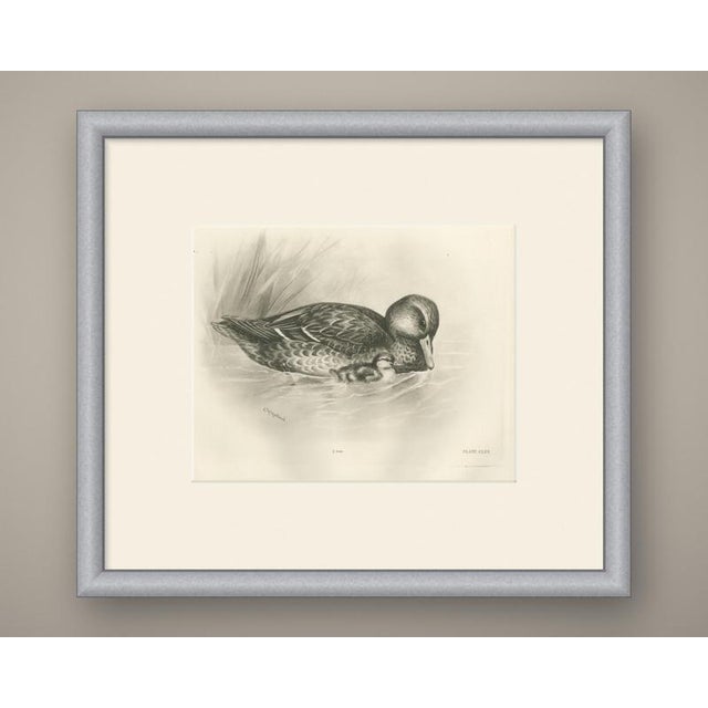 This antique bird print shows a female duck swimming with a single small duckling tucked close against her flank, the...