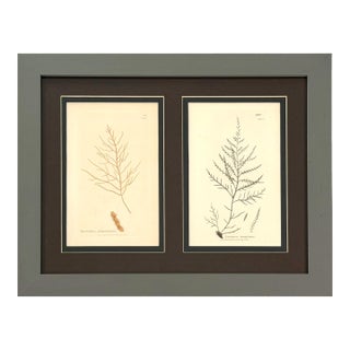 Antique Sowerby Seaweed Botanical Engravings, Framed Pair, c.1799 & 1808 For Sale