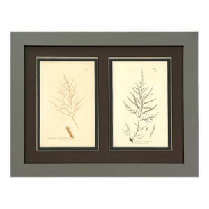 Antique Sowerby Seaweed Botanical Engravings, Framed Pair, c.1799 & 1808