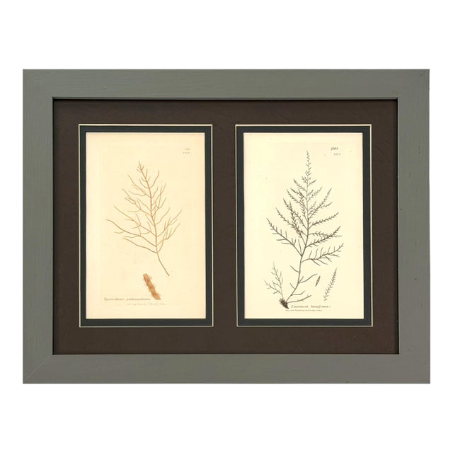 Framed Pair of Antique Sowerby Seaweed Prints | English Marine Botany For Sale