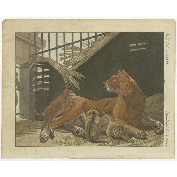 Original antique print of a lion and lion cubs. Source unknown, to be determined. Most likely published by or after...
