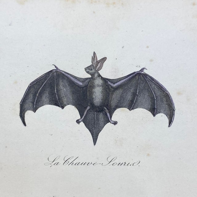 French French Antique 18th Century "La Chauve" Bat Engraving Hand Colored Artwork For Sale - Image 3 of 6