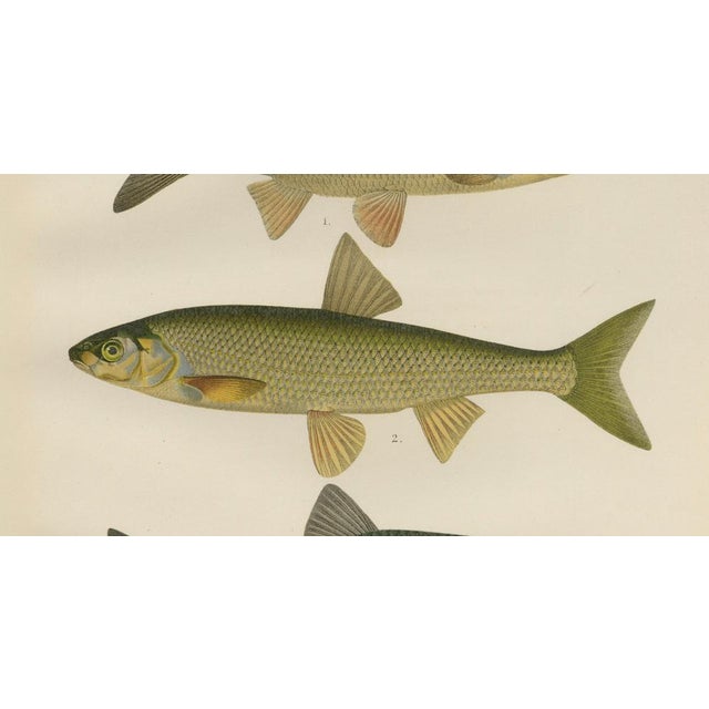 Wilhelm von Wright and C. Erdmann, Dace and Chub, 1895, Lithograph on Paper For Sale - Image 4 of 10