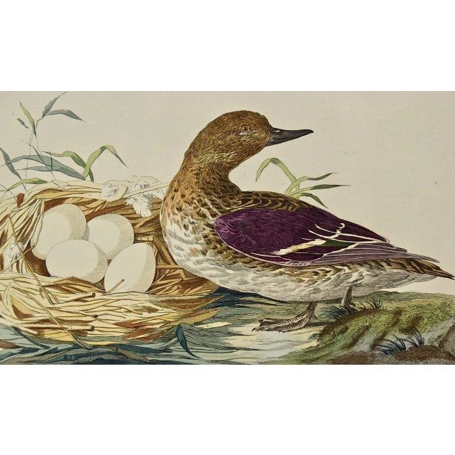 This is a rare 18th Century hand-colored large folio-sized copperplate engraving entitled "Anas Crecca" (Eurasian Teal) by...