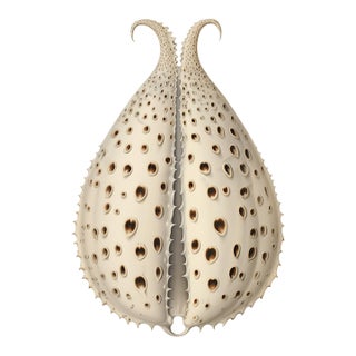 Antique Shell Study — Natural History Fine Art Print For Sale