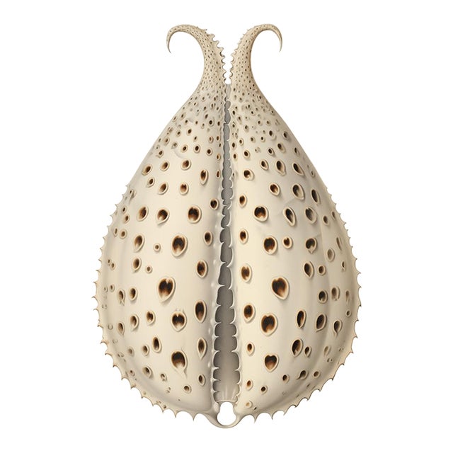 Antique Shell Study — Natural History Fine Art Print For Sale