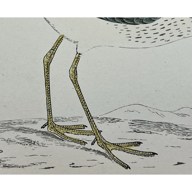 Antique Bird Print From England Showcasing a Yellow Shanks - Circa 1888 For Sale - Image 9 of 12