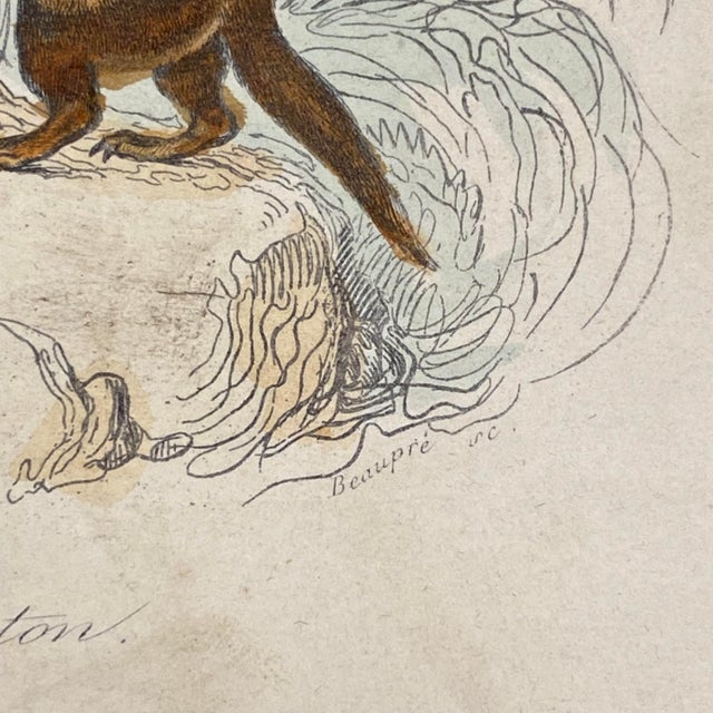 French Antique 18th Century Animal Engraving Hand Colored Signed Artwork For Sale - Image 9 of 12