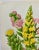 Antique W. Dickes & Co. Botanical Print From England Showcasing Varieties of Stonecrop Flowers, Wall Pennywort, House Leek & Orpine - Circa 1870 For Sale - Image 4 of 12