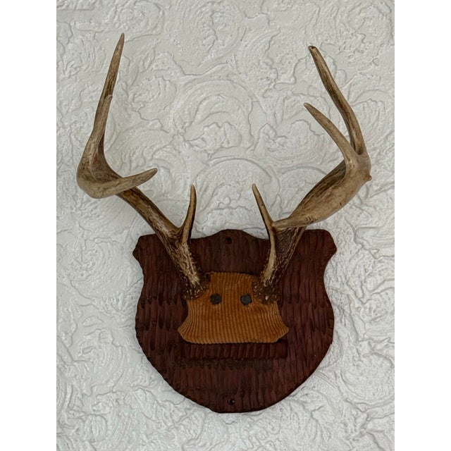 Mid 20th Century Mid-20th Century Whitetail Deer Antlers on Carved Shield Plaque For Sale - Image 5 of 5