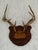 Mid 20th Century Mid-20th Century Whitetail Deer Antlers on Carved Shield Plaque For Sale - Image 5 of 5