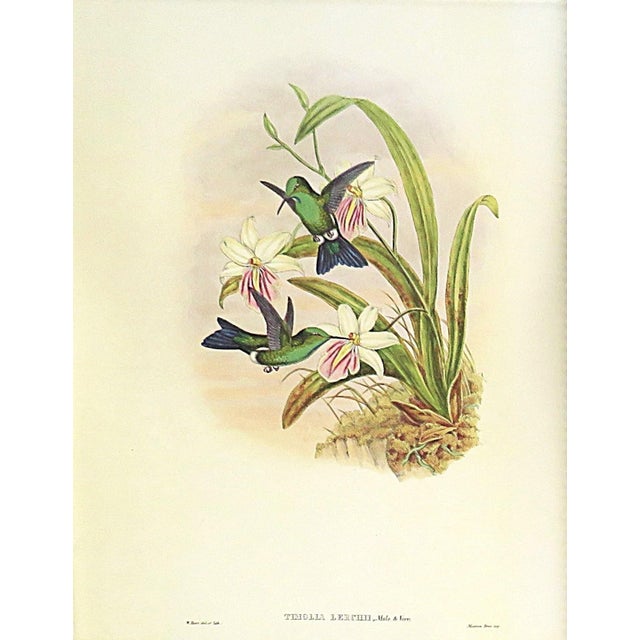 Illustration Pair of John Gould Humming Bird Lithographs Prints 1st Edition Framed For Sale - Image 3 of 5