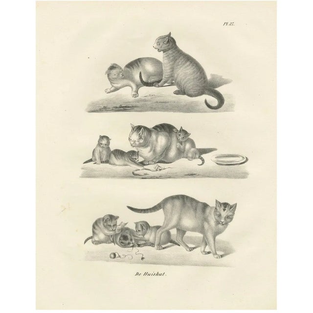 Domestic Cats, 1836, Lithograph For Sale