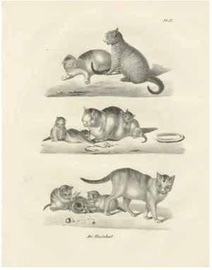 Domestic Cats, 1836, Lithograph