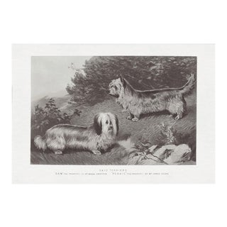 Cassell Dogs; Skye Terriers, Unframed Artwork For Sale