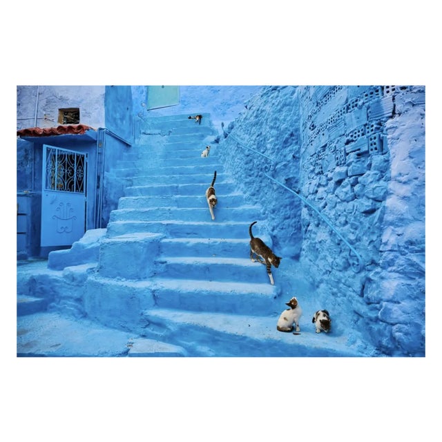 Tuul & Bruno Morandi, Morocco, Chefchaouen Town, The Blue City, Street Cat, Photographic Print, 2022, in Flawless...