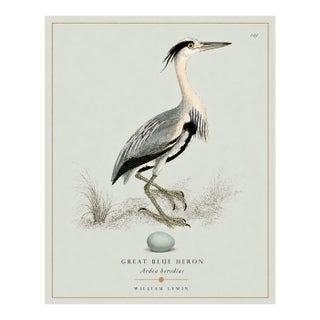 William Lewin 1789 Waterbirds Fine Art Gallery Board Print - The Blue Heron For Sale