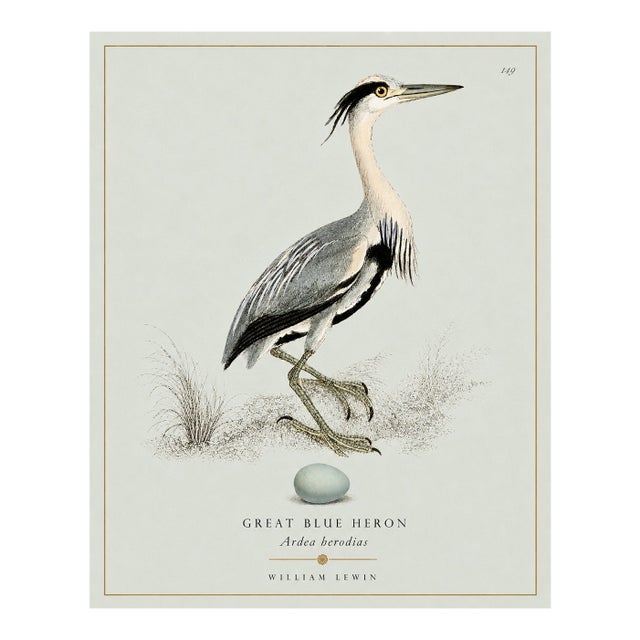 William Lewin 1789 Waterbirds Fine Art Gallery Board Print - The Blue Heron For Sale