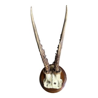 1900s Roe Deer Trophy 892 Black Forest Antlers Mount For Sale