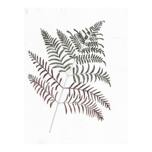 1993 Ron Yrabedra Fern Still Life
