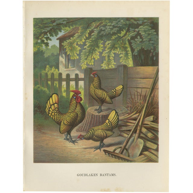 After Förster, The Golden-Laced Bantam, 19th Century, Lithograph For Sale