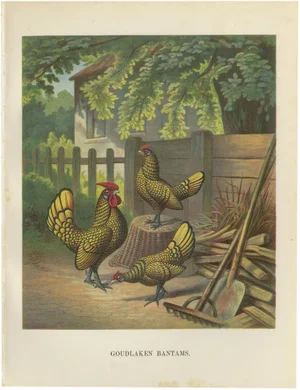 After Förster, The Golden-Laced Bantam, 19th Century, Lithograph
