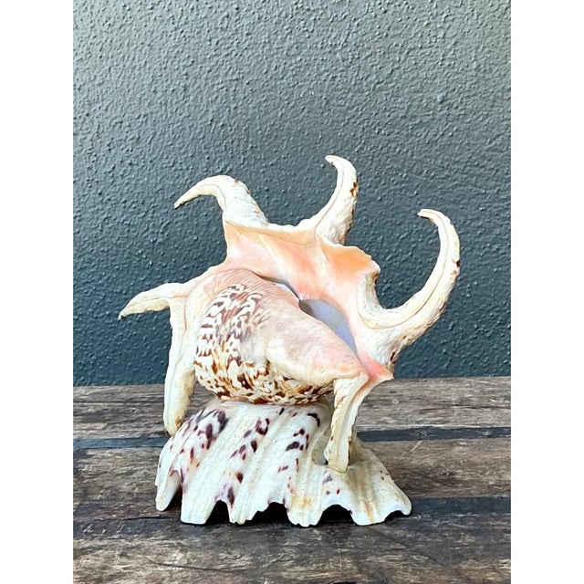 Vintage Spiked Shell Vanity Lamp For Sale - Image 11 of 12