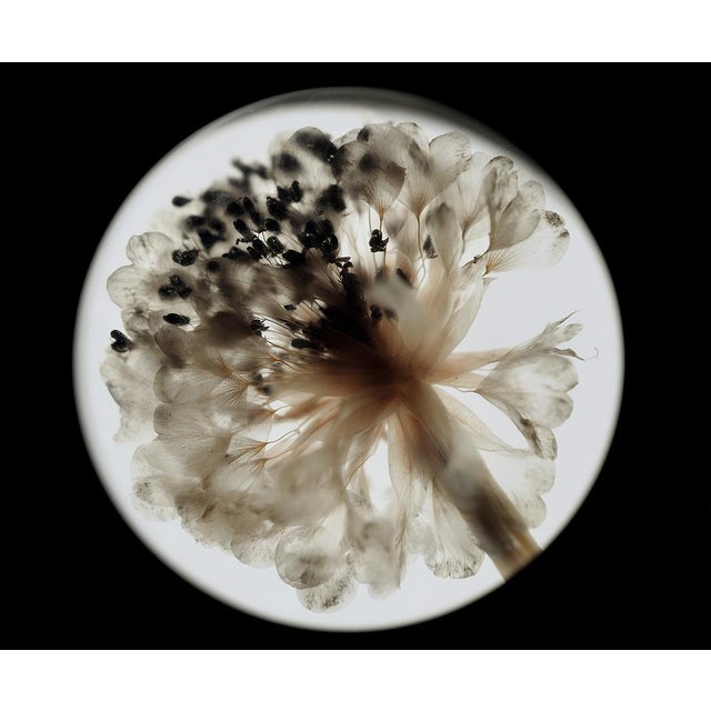 Botanical Studies — Limited Edition Photographic Series of 4 by Diane Grant For Sale - Image 4 of 9