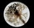 Botanical Studies — Limited Edition Photographic Series of 4 by Diane Grant For Sale - Image 4 of 9