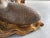 1960s Vintage Gilt Wood Mermaid Coffee Table, Italy, 1960s For Sale - Image 5 of 14