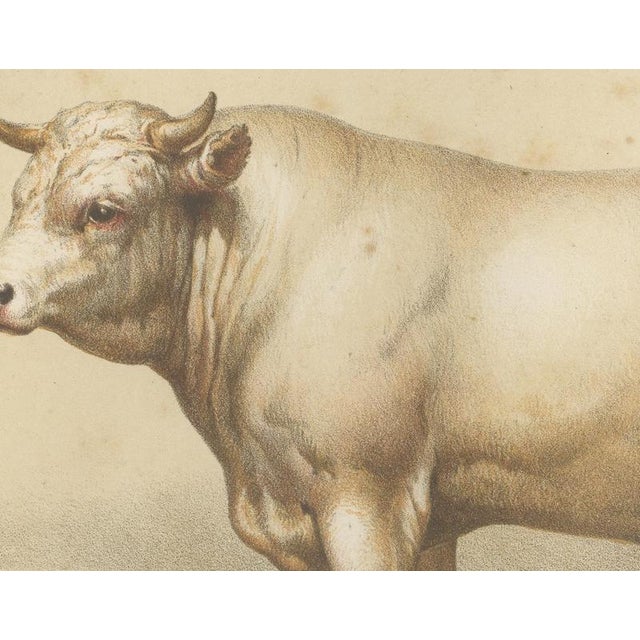 Borie, Charolais Bull, French Cattle Breed, 1863, Chromolithograph For Sale - Image 4 of 9