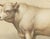 Borie, Charolais Bull, French Cattle Breed, 1863, Chromolithograph For Sale - Image 4 of 9