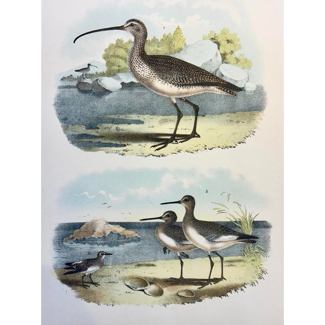 Original chromolithograph from The Birds of America by Jacob H. Studer & Co., 1878. The drawings were by Theodore Jasper,...