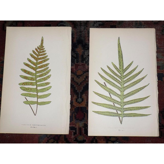 Antique 19th Century Botanical Fern Wood Engravings - Set of 12 For Sale In Cincinnati - Image 6 of 9