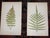 Antique 19th Century Botanical Fern Wood Engravings - Set of 12 For Sale In Cincinnati - Image 6 of 9
