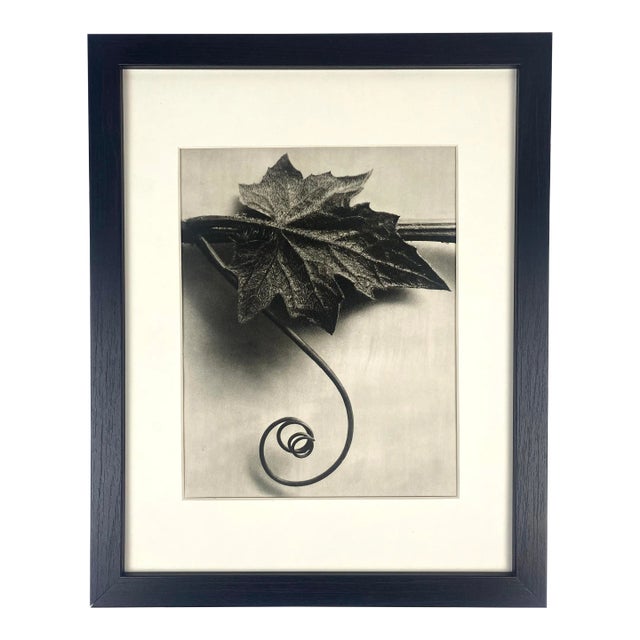 1930s Framed Botanical Blossfeldt Print - No. 110 For Sale
