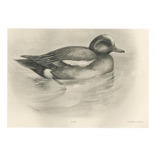 After Lilian Medland, Wigeon, 1909, Print For Sale