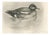 After Lilian Medland, Wigeon, 1909, Print For Sale