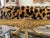 Mid-Century Italian Neo-Classical Style Giltwood & Leopard Velvet X-Base Ottomans - Pair For Sale - Image 4 of 9